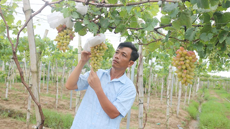 kinh tế trà vinh chủ yếu dựa vào nông nghiệp
